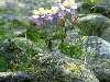 Flor del campo
