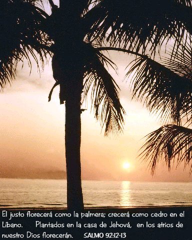 El justo florecer� como la palmera