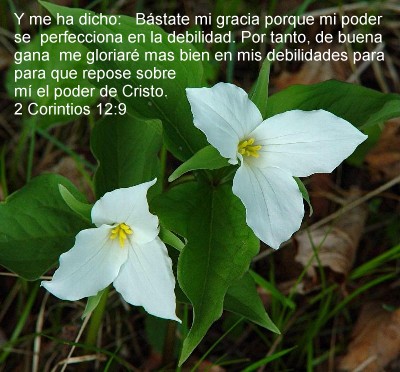 Su gracia es suficiente!