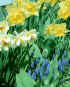 daffodils / hyacinths